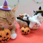 Thumbnail of post image 089